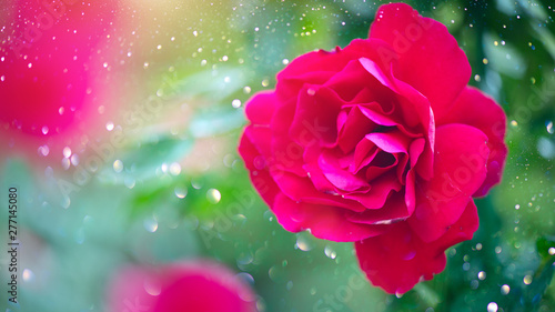 Red rose. Beautiful red rose flowers blooming in summer garden. Roses growing...