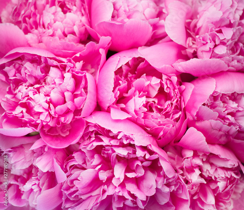 Beautiful pink peony bouquet background. Blooming peony flowers close-up. Val...
