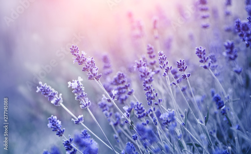 Dekoracja na wymiar  lawenda-kwitnace-pachnace-kwiaty-lawendy-na-polu-zblizenie-fioletowe-tlo-uprawy