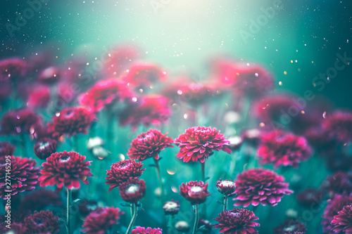 Chrysanthemum purple flowers blooming in a garden. Autumn flowers art design....