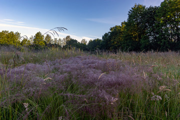 Canvas Print - Rosée du matin dans une prairie