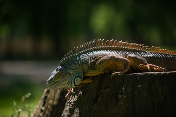 beautiful portrait of a green iguana on a branch