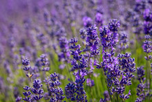 Field Of Lavender Flowers (lavandula Angustifolia)
