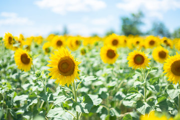 Sunflower close up. bright sunflower field over cloudy blue sky and sun lights. Daylight. Greeting card or argiculture wallpaper concept