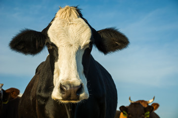 Wall Mural - Black cow with white nose