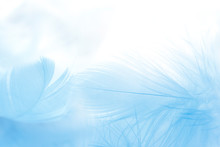 Close Up Blue Feather On White Background.