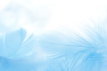 Wall Mural - close up blue feather on white background.