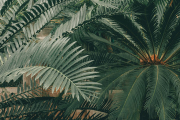  Jungle plants background (tropical leaves pattern). Tropical thickets and bushes in the jungle.