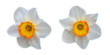 Two Beautiful White Daffodils With A Yellow Center. Latin Name Narcissus. Isolated On White Background