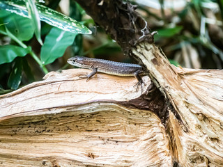 Wall Mural - Japanese grass lizard on a log 1