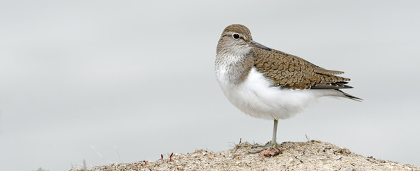 Wall Mural - Flussuferläufer (Actitis hypoleucos) - Common sandpiper