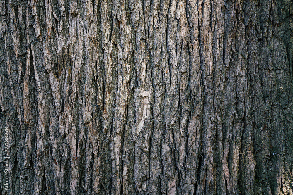 dry tree bark texture and background, nature concept - obrazy, fototapety, plakaty 