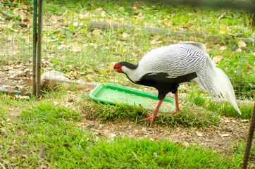 Pheasant, male, ring necked or Common Pheasant (Phasianus colchicus) on a log with green and orange, colourful Autumnal background. Facing left. Landscape.