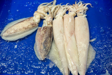 Fresh squid on the market for sale. White raw squid seafood in fresh market. Raw Octopus Fish on Ice for Sale. Defrosted squid on ice for sale, Fish local market stall with fresh and defrosted seafood