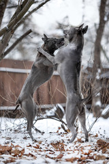 Wall Mural - angry grey Thai Ridgeback dog fight on snow