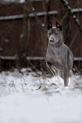 Wall Mural - grey Thai Ridgeback dog run on snow