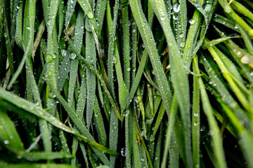 dew on the morning green grass macro