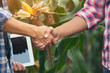 Farmer shaking hands customers corn trading agreement.