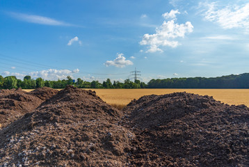 Outdoor sunny landscape view of golden ears of yellow barley wheat agricultural field and foreground heap of mixture organic fertilizer and manure with soil, in countryside area against deep blue sky.