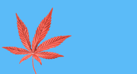 Wall Mural - Hemp or cannabis leaf isolated. Top view, flat lay. Template or mock up.