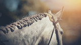 Fototapeta Konie - Pigtails on neck sports gray horse. Equestrian sport.