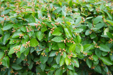 Wall Mural - Cotoneaster lucidus or shiny cotoneaster green shrub background