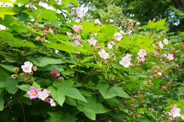 Wall Mural - Rubus odoratus or purple-flowered raspberry green shrub with pink flowers