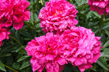 Wall Mural - paeonia lactiflora kansas magenta red flowers in garden 