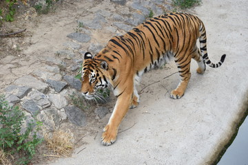 the tiger imposingly lies on emerald grass and rests, Beautiful powerful big tiger cat Amur tiger on the background of summer green grass and stones.