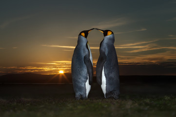 Wall Mural - close up of two king penguins at sunset