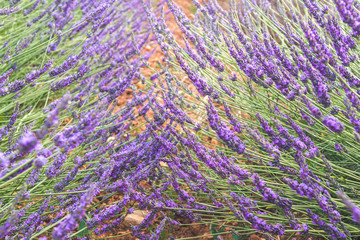 close up of lavender field blooming