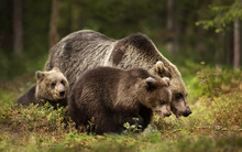 Close Up Of Female Eurasian Brown Bear And Her Cubs In Boreal Forest