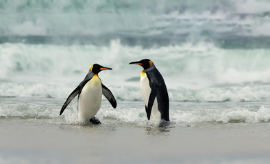 Wall Mural - two king penguins returning from sea to a coastal area