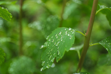 Green plant with wet foliage outdoors on rainy day, closeup