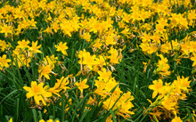 Yellow Daylilies