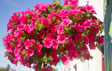 Beautiful Hanging Basket Filled With Bright Pink Flowers