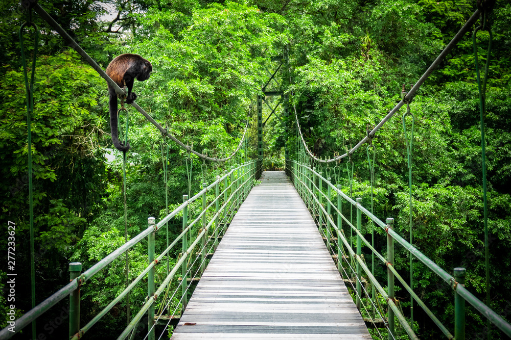 Howler at the hanging bridge at the tropical rainforest at Sarapiqui, Costa Rica. Bridge crossing Sarapiqui river. - obrazy, fototapety, plakaty 