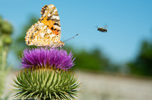 Beautiful Summer Butterfly Sitting On A Purple Flower And Flying Bee. Moment Capturing