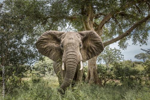 Dekoracja na wymiar  slon-afrykanski-w-parku-narodowym-krugera-republika-poludniowej-afryki