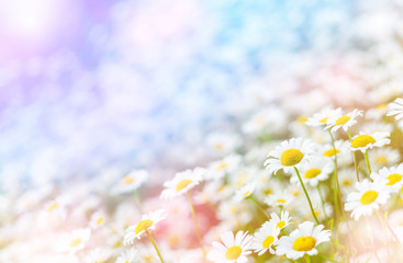 Poster - Summer background with beautiful daisies in sunlight. Field daisies on summer meadow.