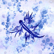 Blue Dragon Sea Slug