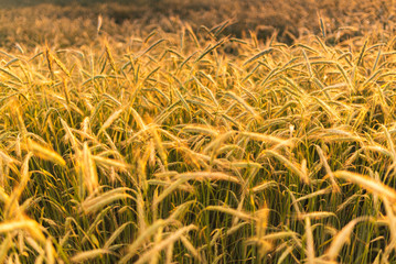 Wheat field. Ears of golden wheat close up. Beautiful Nature Sunset Landscape.