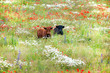 canvas print picture - Two cows in wild flower meadow