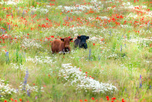 Two Cows In Wild Flower Meadow