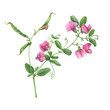 Branch with mouse peas pink- Vicia cracca (known as sweet pea, cow vetch, bird vetch). Watercolor hand drawn painting illustration, isolated on white background.