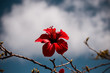 © victor - flower red