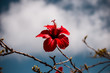 © victor - flower red