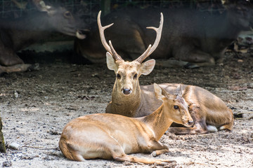 deer in the forest