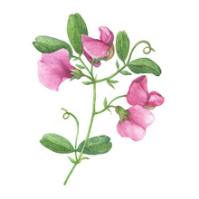 Branch With Mouse Peas Pink- Vicia Cracca (known As Sweet Pea, Cow Vetch, Bird Vetch). Watercolor Hand Drawn Painting Illustration, Isolated On White Background.