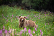 Wilder Grizzlybär in Kanada
